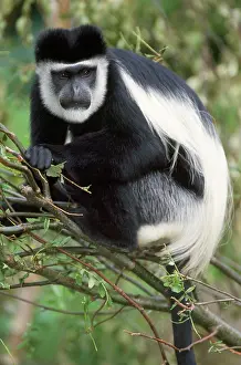 Angolensis: Black and White Colobus Monkey - close-up in tree