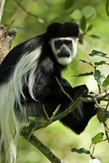 Guereza: Black and White Colobus Monkey, Colobus