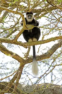 Guereza: Black and White Colobus Monkey Elsamere, Kenya