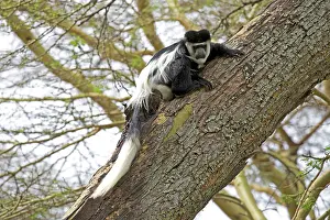 Guereza: Black and White Colobus Monkey Elsamere, Kenya