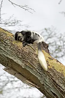 Guereza: Black and White Colobus Monkey Elsamere, Kenya