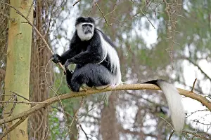 Guereza: Black and White Colobus Monkey Elsamere, Kenya