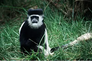 Colobus: Black and White Colobus Monkey / Guereza
