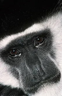 Staring: Black and White Colobus Monkey / Guereza - close-up of face