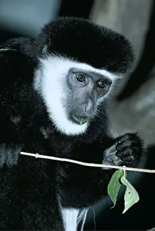 Colobus: Black and White Colobus Monkey / Guereza - eating leaf