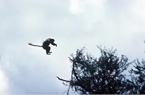 Agility: Black and White Colobus Monkey / Guereza - leaping to tree
