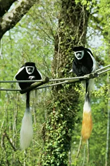 Guereza: Black and White Colobus Monkey / Guereza Monkey - pair