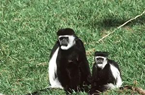 Colobus: Black and White Colobus Monkey / Guereza & with young