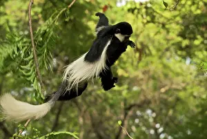 Guereza: Black and White Colobus Monkey - leaping in mid-air