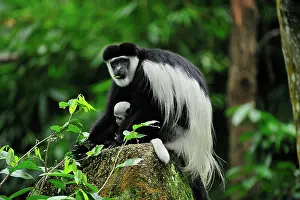 Guereza: Black and White Colobus Monkey / Mantled Guereza