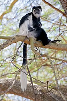 Guereza: Black and White Colobus Monkey - with young