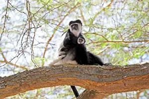 Guereza: Black and White Colobus Monkey - with young