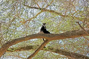 Guereza: Black and White Colobus Monkey - with young