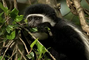 Guereza: Black and White Colobus Monkey - young individual