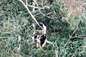 Canopy: Black and white Colobus MONKEYS / Guereza - group