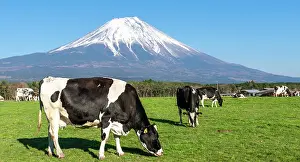 Graze: Black and white cows on a green pasture in front