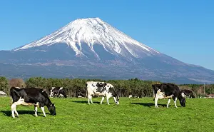 Graze: Black and white cows on a green pasture in front