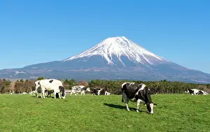Graze: Black and white cows on a green pasture in front