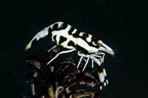 Mimicry: Black and White Crinoid Shrimp
