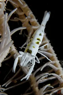 Crinoid: Black and White Crinoid Shrimp on Crinoid (Comatulida