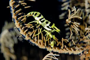 Decapoda: Black and White Crinoid Shrimp on Crinoid (Comatulida