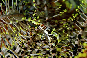 Crustacea: Black and White Crinoid Shrimp on Crinoid (Comatulida