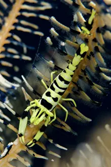 Decapoda: Black and White Crinoid Shrimp with juvenile on