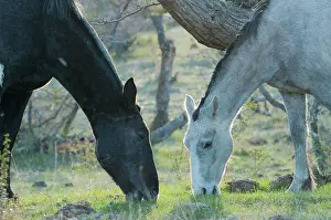 Hoofed: Horse