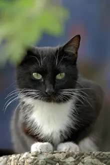 Crouch: Black and white house cat on garden wall