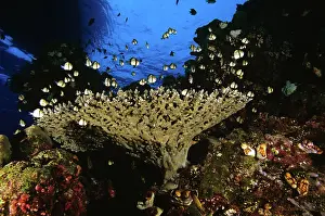 Auscape International: Black & White Humbugs - near staghorn coral, dive