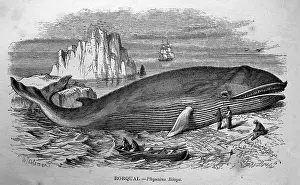Beached: Black & White Illustration: Beached Whale