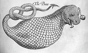 Boas: Black & White Illustration: Boa Snake eating human
