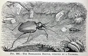 Mono: Black & White Illustration: Bombadier beetle defensive