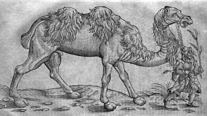 Woodcut: Black & White Illustration: Camel and man - woodcut
