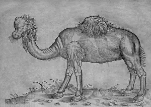 Dromedarius: Black & White Illustration: Camel - woodcut in Topsell 1658