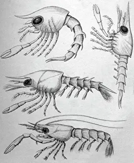 Zoea: Black & White Illustration: Crab zoea larvae. Pagurus etc