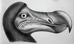 Dodos: Black & White Illustration: Dodo - from Strickland 1848