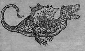 Beasts: Black & White Illustration: Dragon - woodcut in