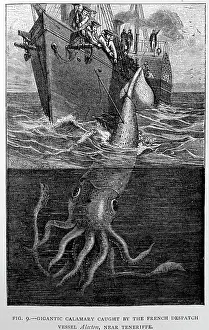 Attacks: Black & White Illustration: Giant squid - historic
