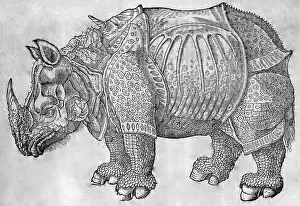 Woodcut: Black & White Illustration: Great Indian / One-horned