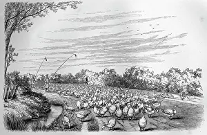 Mono: Black & White Illustration: Lincolnshire gossards