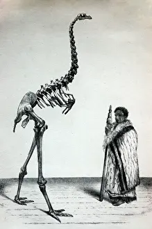 Mono: Black & White Illustration: Moa skeleton with man