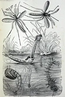 Mono: Black & White Illustration: Non-biting Midge -