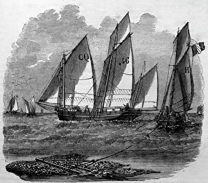 Oysters: Black & White Illustration: Oyster dredging, North