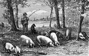 Acorns: Black & White Illustration: Pannage - pigs eating