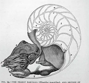 Nautiluses: Black & White Illustration: Pearly Nautilus sectioned
