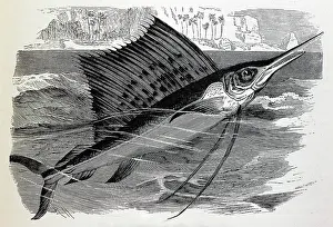 Swordfish: Black & White Illustration: Spotted Indian Swordfish