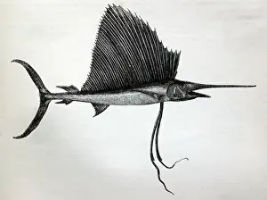 Swordfish: Black & White Illustration: Swordfish (sailor