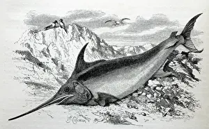 Swordfish: Black & White Illustration: Swordfish from Wood 1863