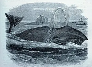 Spouting: Black & White Illustration: Whale - spouting